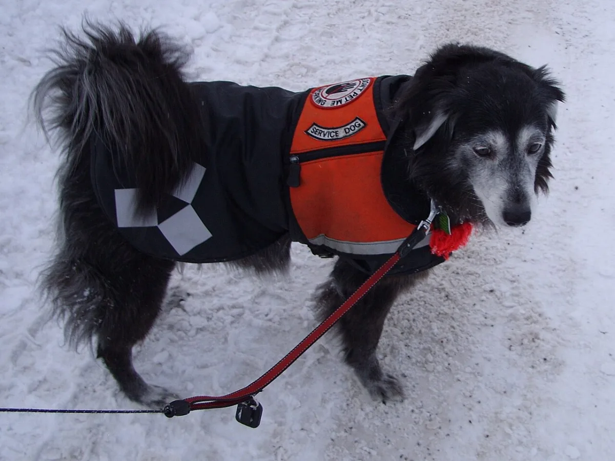 Hond met een reflecterend jasje in de sneeuw