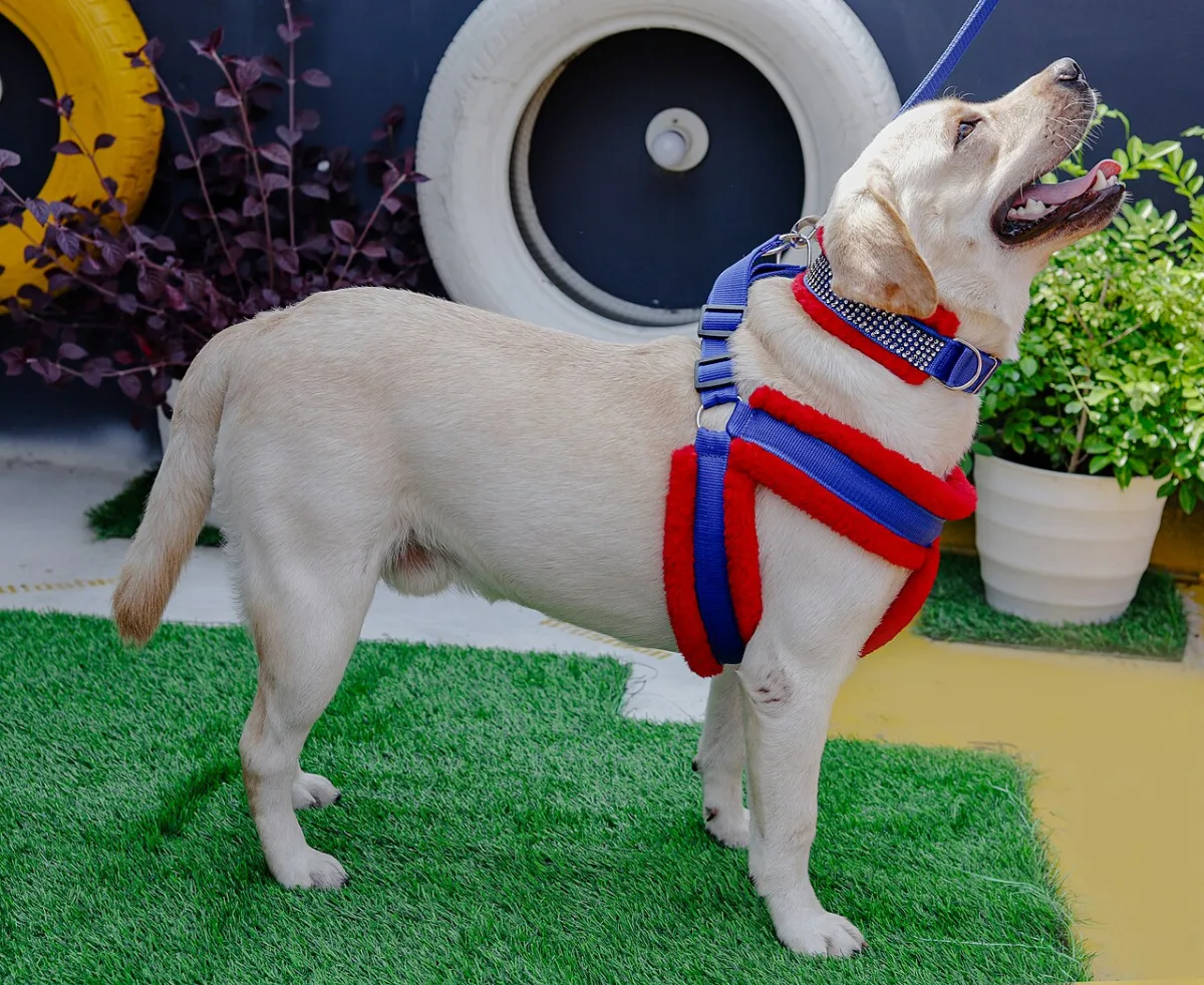 Hond met een tuig van gekleurd nylonband