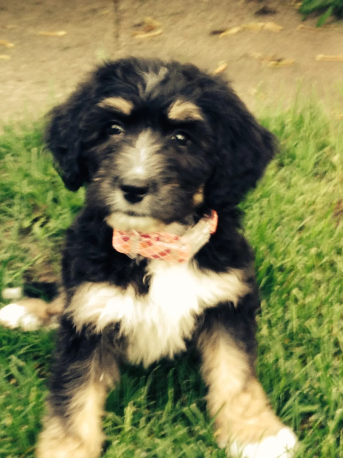 Pup met een lichte halsband in het gras