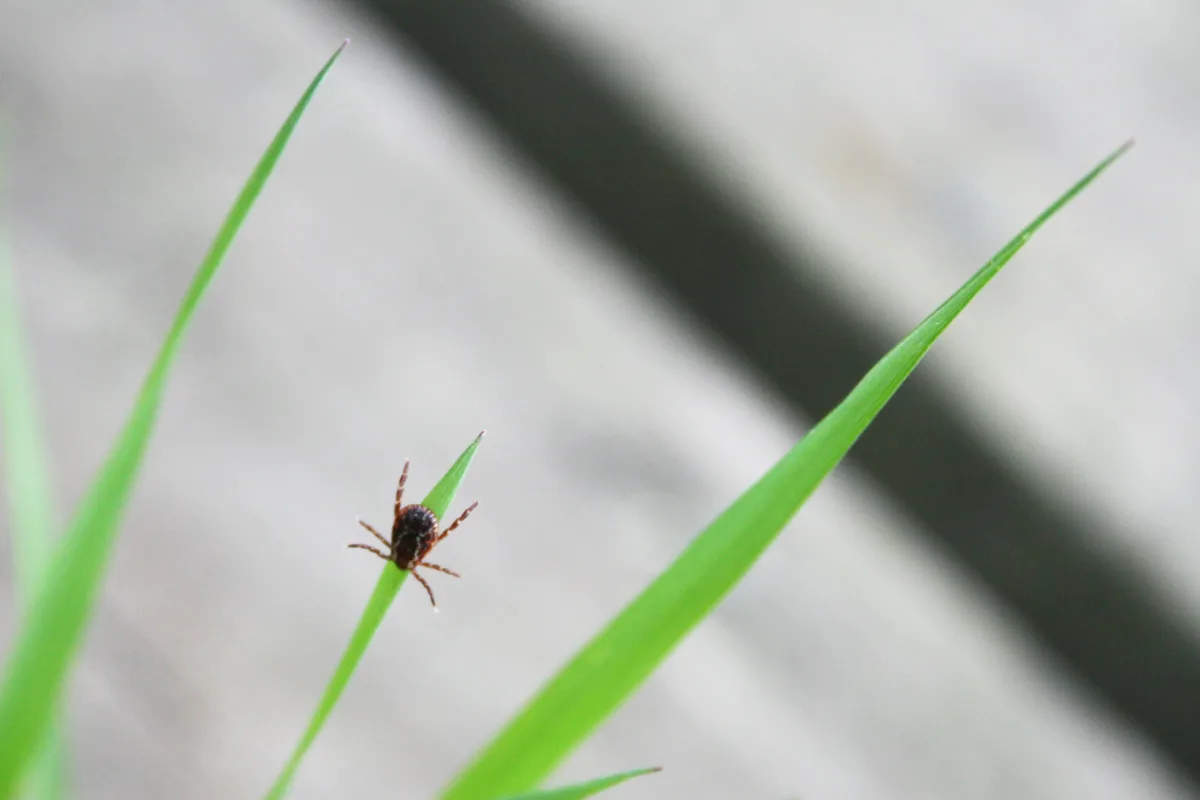 Teek op een grasspriet met de voorpoten omhoog